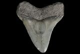 Juvenile Megalodon Tooth - Georgia #99123-1